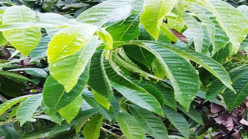 Full frame shot of fresh green plant