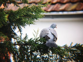 Low angle view of bird perching on tree