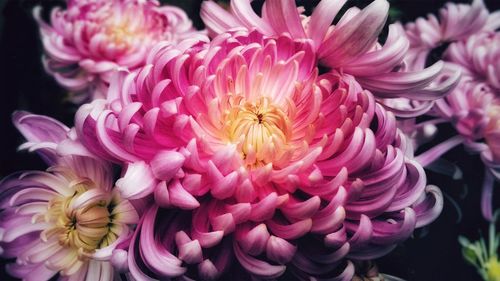 Close-up of pink dahlia blooming outdoors