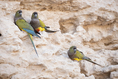 Bird perching on wall