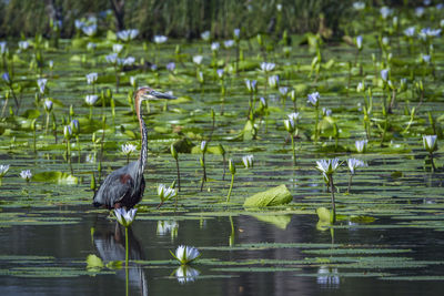 View of birds on lake