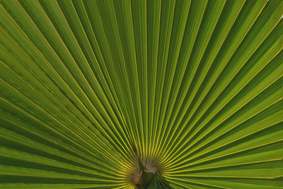 Natural green palm leaf background with vein lines close up