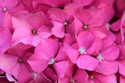 Full frame shot of pink flowering plants