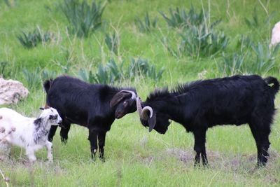 Horses grazing on field