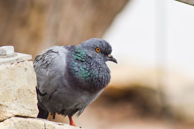 Close-up of pigeon perching on wall