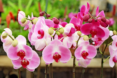 Close-up of pink orchids