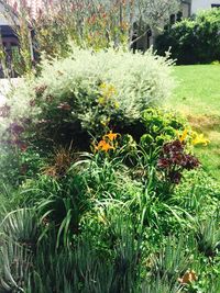 Plants growing in garden