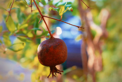 Close-up of fruit growing on tree
