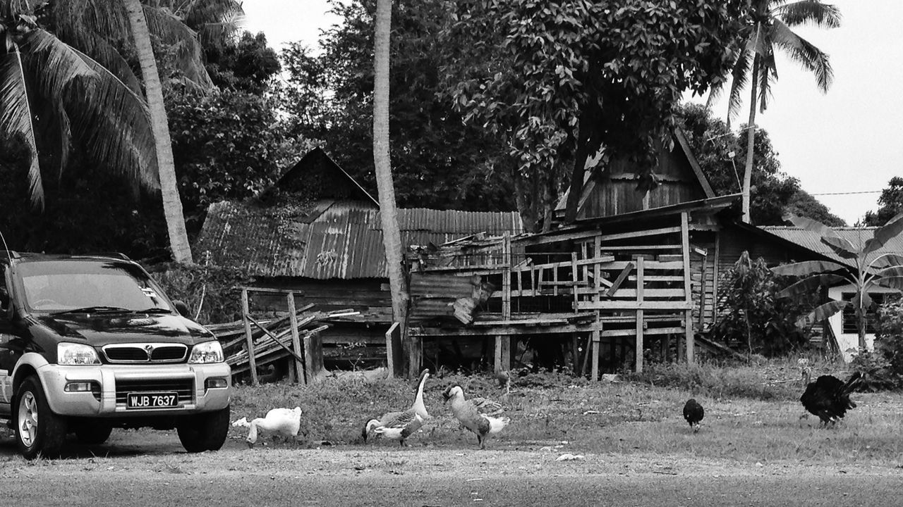 animal themes, tree, transportation, mode of transport, land vehicle, day, car, one animal, mammal, sitting, nature, sunlight, domestic animals, built structure, clear sky, relaxation, outdoors, sand, animals in the wild, building exterior