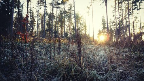 Sunlight streaming through trees in forest