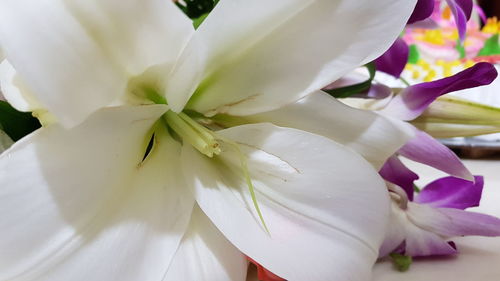 Close-up of white rose flower