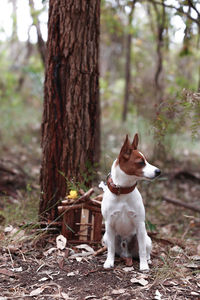 Dog running in forest