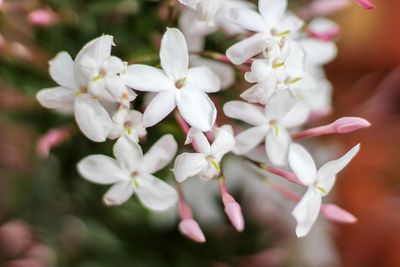 Close-up of white flowers