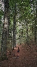 Rear view of people walking in forest