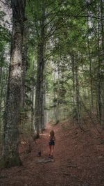 Rear view of people walking in forest