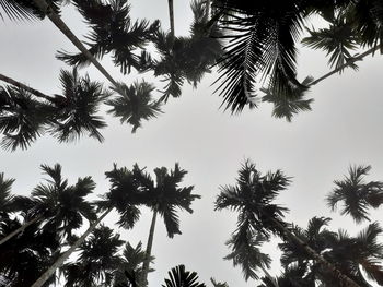 Low angle view of palm trees against sky