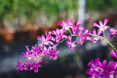 Close-up of pink flowers