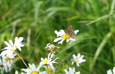 Close-up of butterfly pollinating on white flower