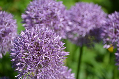 Close-up of purple flowering plant