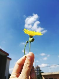 Close-up of dandelion flower