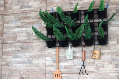 Close-up of potted plant against wall