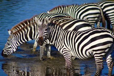 Group of zebras in shallow water