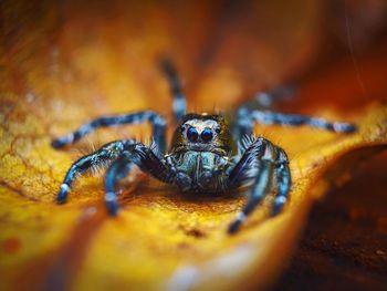 Close-up of spider