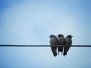 Low angle view of birds perching on cable against sky