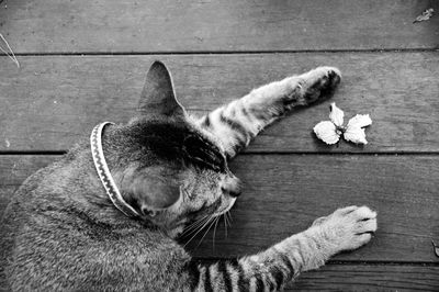 Close-up of cat sleeping on floor