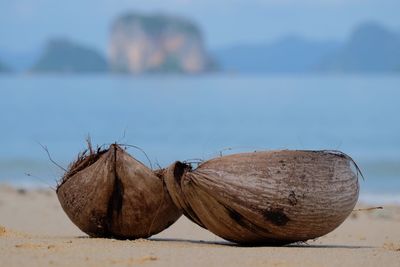 Close-up of fresh beach against sky