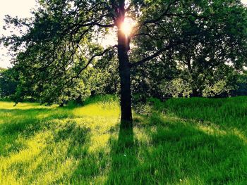 Trees on field against sky