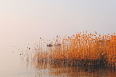 Birds on lake against clear sky