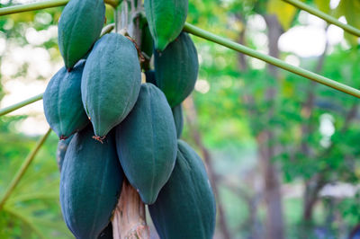 Close-up of fruit growing on tree