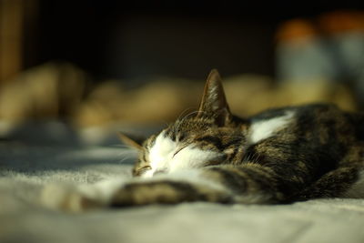Close-up of cat lying on floor