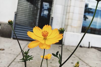 Close-up of yellow sunflower blooming outdoors