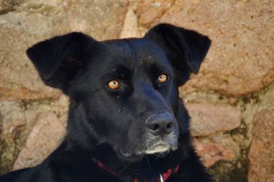 Close-up portrait of black dog