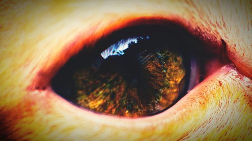 Close-up of human eye