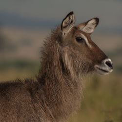 Female waterbuck close up shot