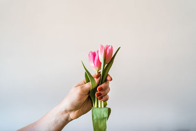 Close-up of hand holding pink rose against white background