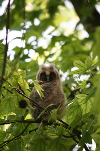 Low angle view of squirrel on tree