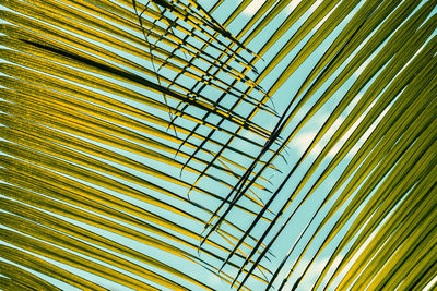 Full frame shot of palm leaves against sky