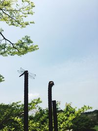 Low angle view of trees against clear sky