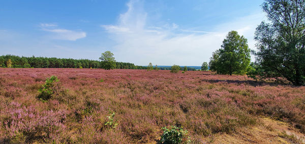 Scenic view of grassy field against sky