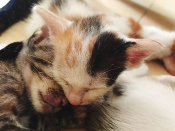 Close-up of cat sleeping