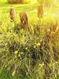 Close-up of grass on field