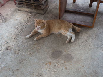 High angle view of cat lying down on concrete