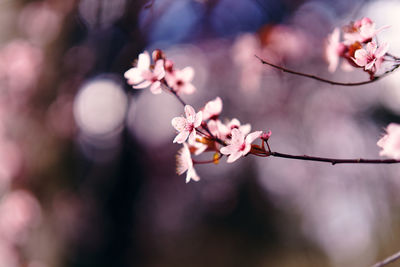 Close-up of pink cherry blossom