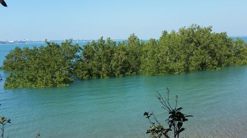 Plants by river against clear sky