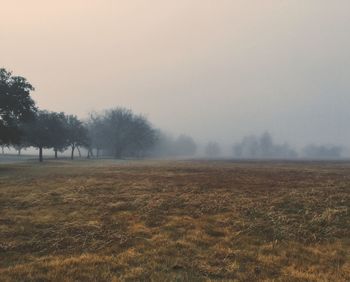 Trees on field in foggy weather