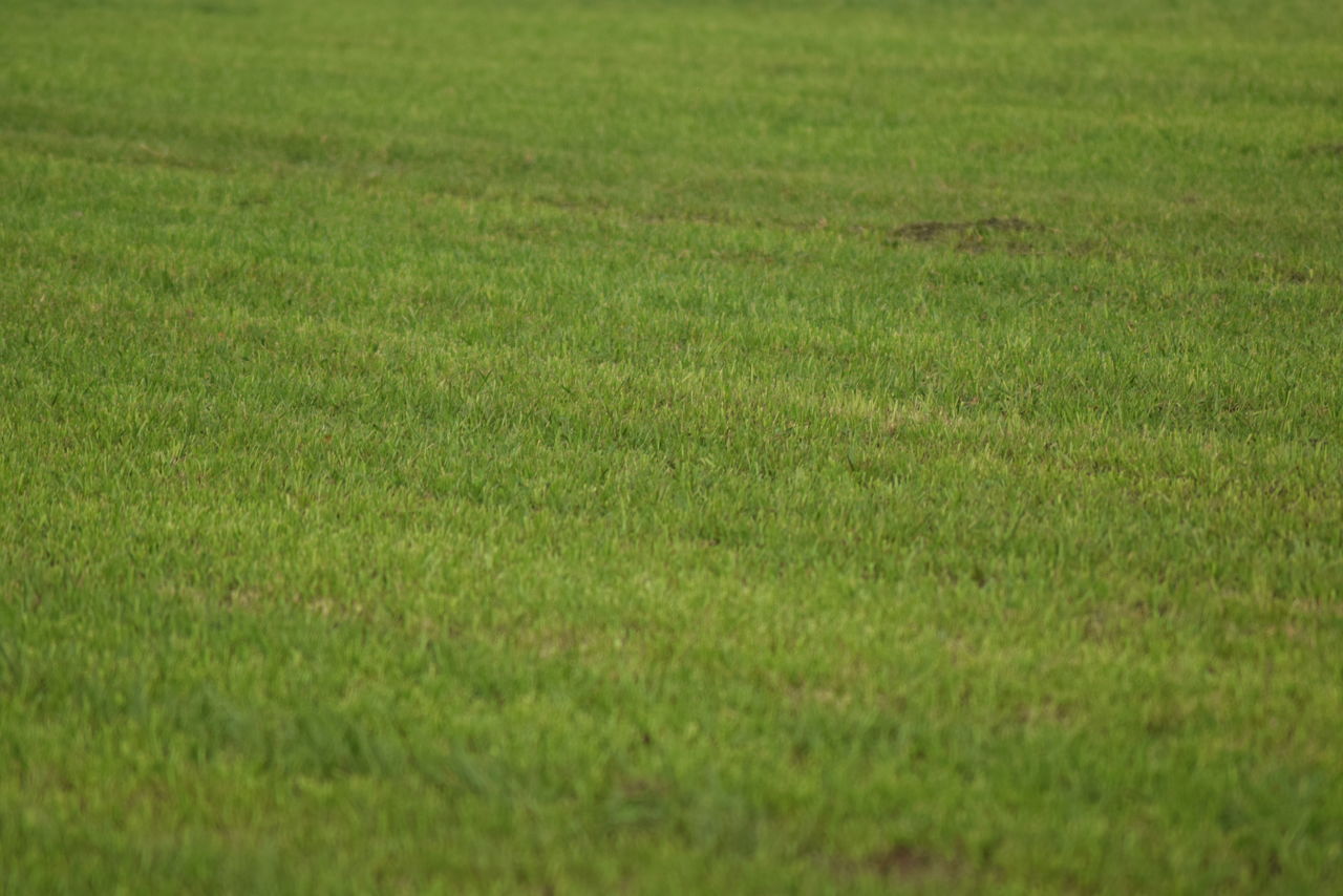 FULL FRAME SHOT OF FIELD